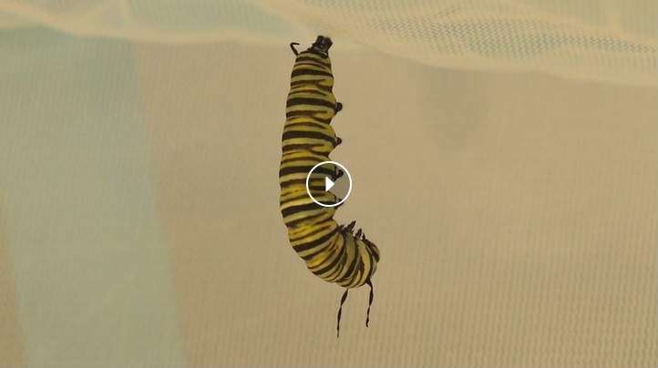 Monarch Chrysalis formation