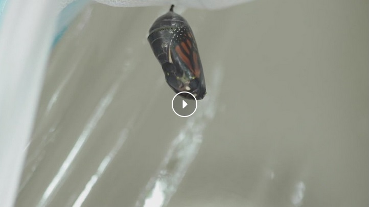 Monarch Butterfly Eclosure