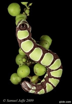 The Caterpillars of Massachusetts 2009