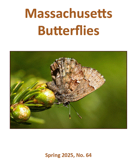 Cover of Spring 2025 Issue of 'Massachusetts Butterflies'