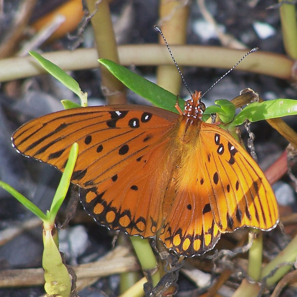 Gulf Fritillary