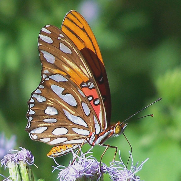 Gulf Fritillary