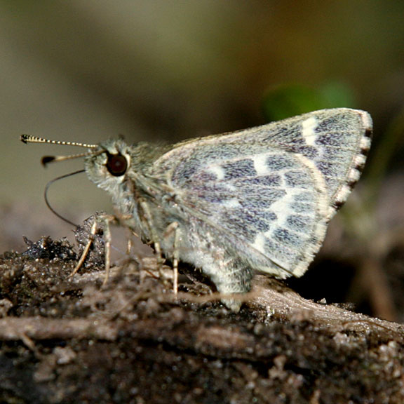 Pepper-and-salt Skipper