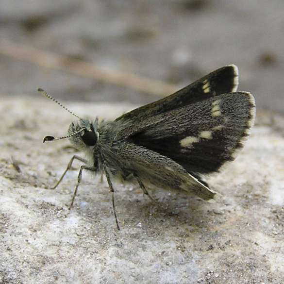 Pepper-and-salt Skipper