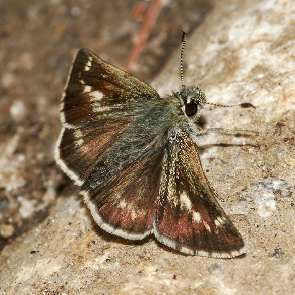 Pepper-and-salt Skipper
