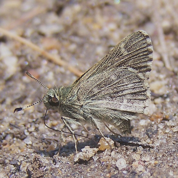 Pepper-and-salt Skipper