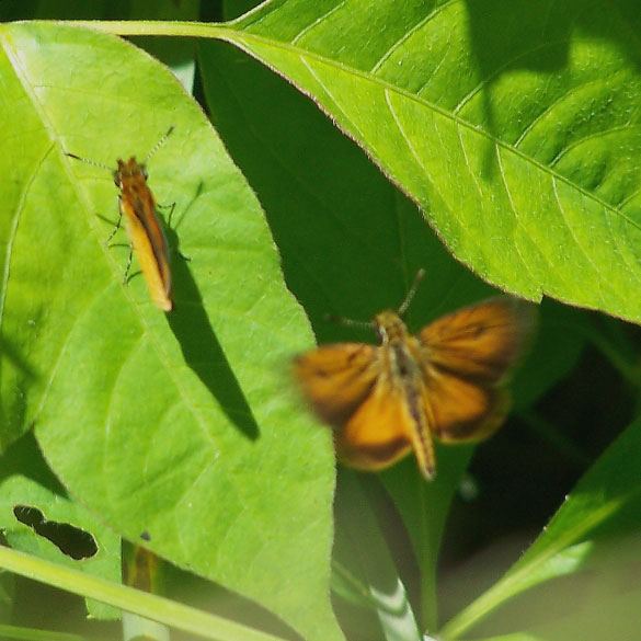 Least Skipper