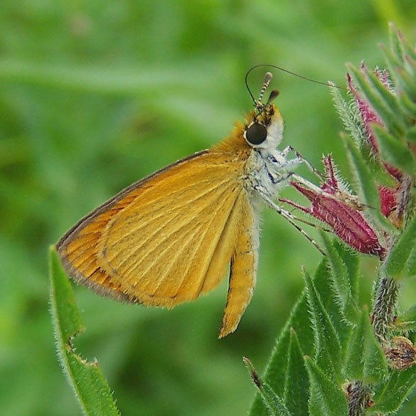 Least Skipper