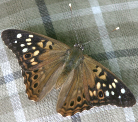 Hackberry Emperor