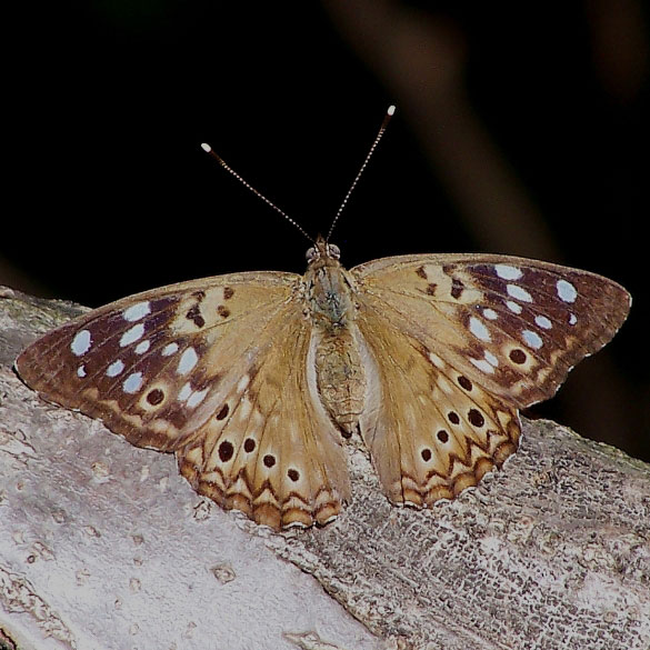 Hackberry Emperor