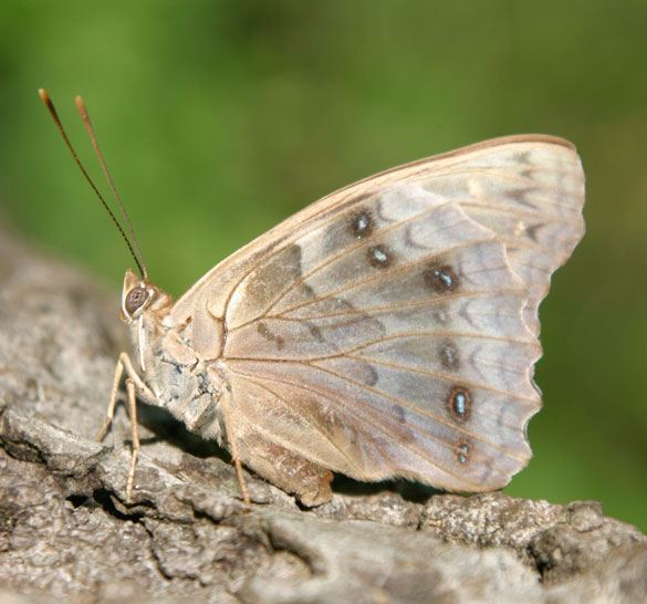 Tawny Emperor