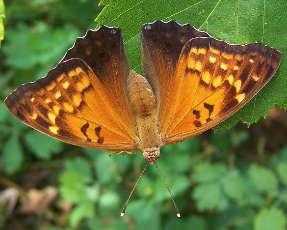 Tawny Emperor