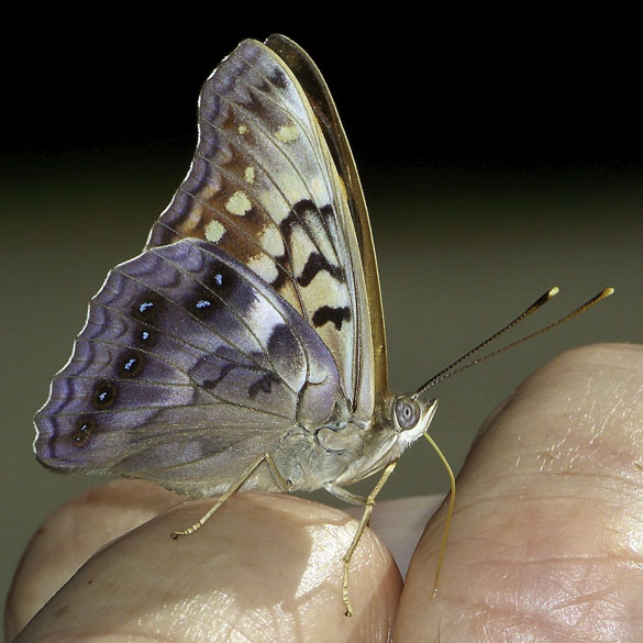 Tawny Emperor