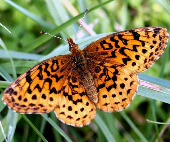 Meadow Fritillary