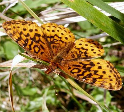 Meadow Fritillary