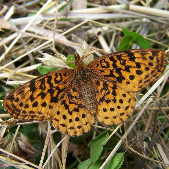Meadow Fritillary