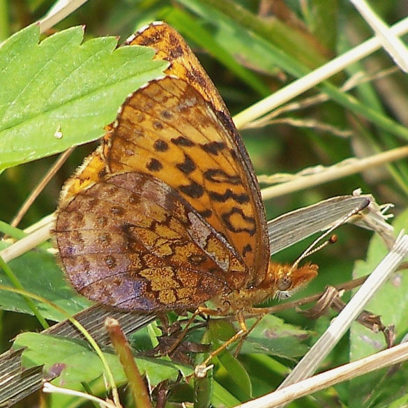 Meadow Fritillary