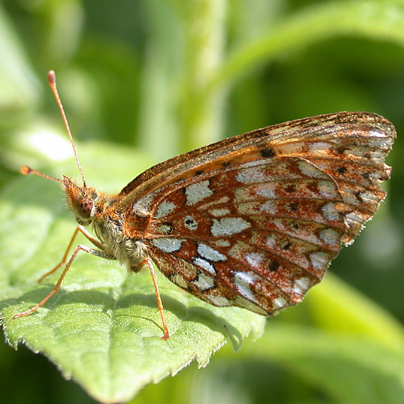 Silver-bordered Fritillary