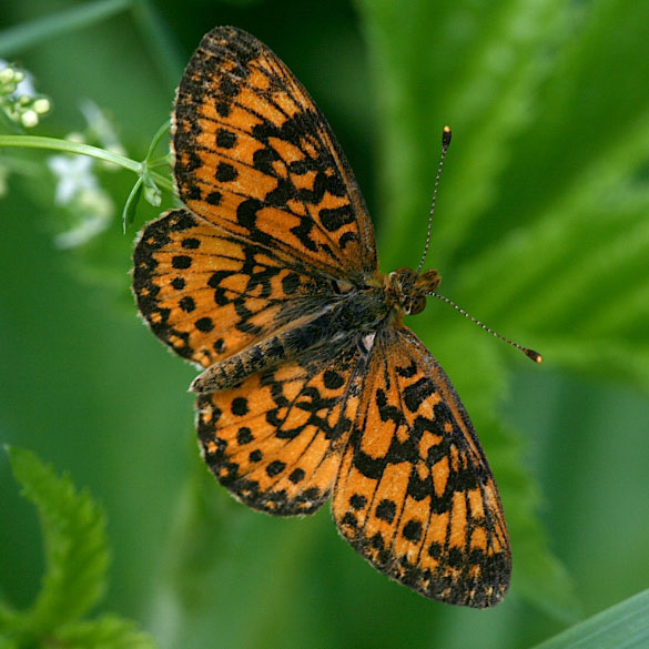 Silver-bordered Fritillary