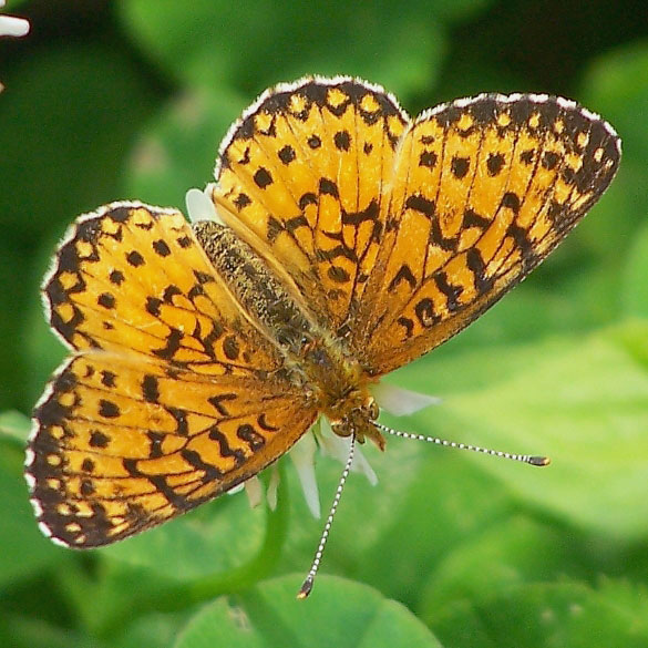 Silver-bordered Fritillary