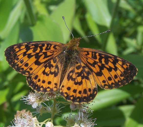 Silver-bordered Fritillary