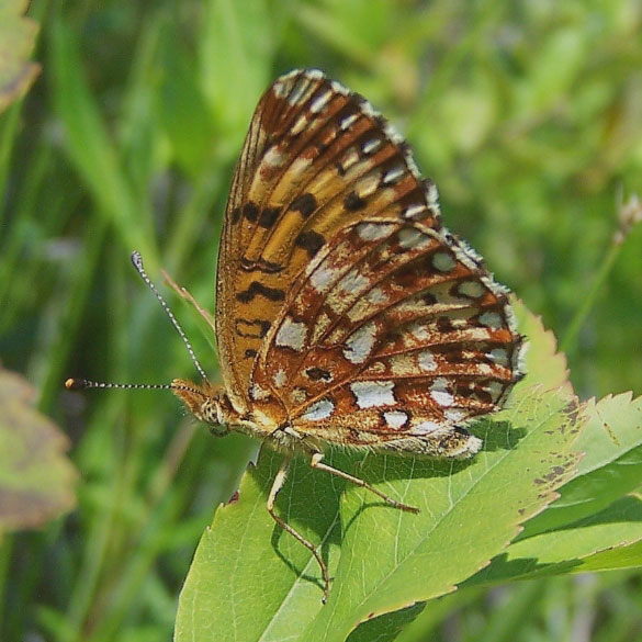 Silver-bordered Fritillary