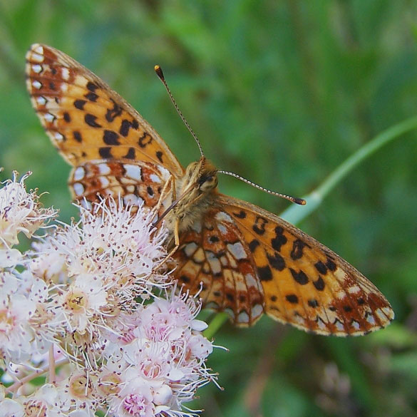 Silver-bordered Fritillary