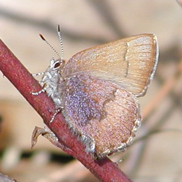 Brown Elfin