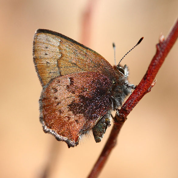 Brown Elfin