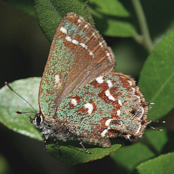 Hessel's Hairstreak