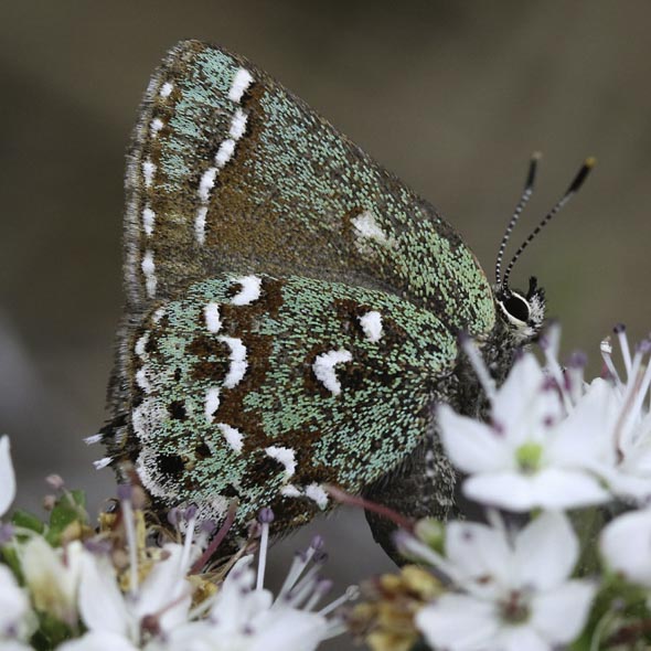 Hessel's Hairstreak