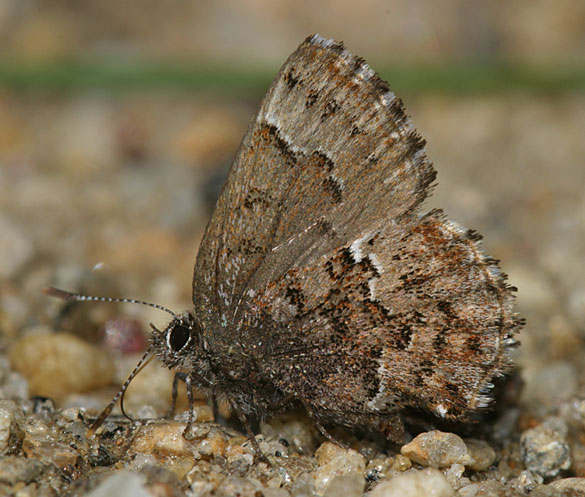 Bog Elfin