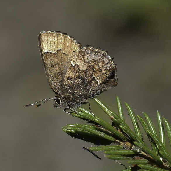 Bog Elfin