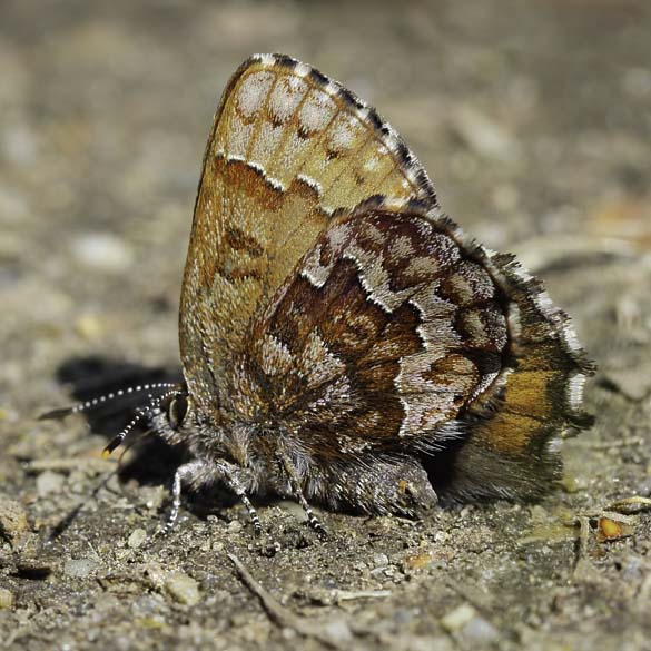 Eastern Pine Elfin