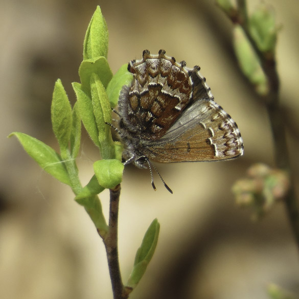 Eastern Pine Elfin