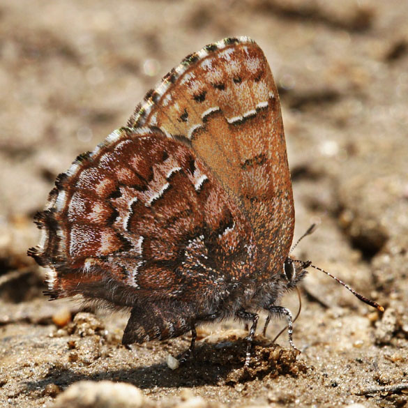Eastern Pine Elfin