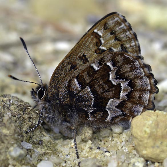 Eastern Pine Elfin