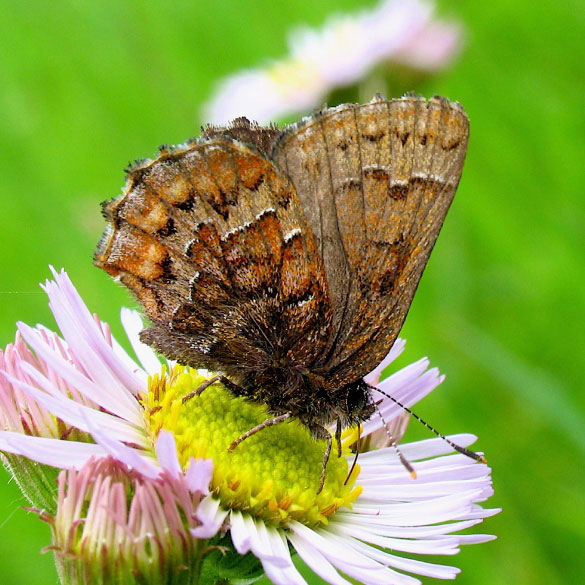 Eastern Pine Elfin