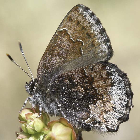 Hoary Elfin