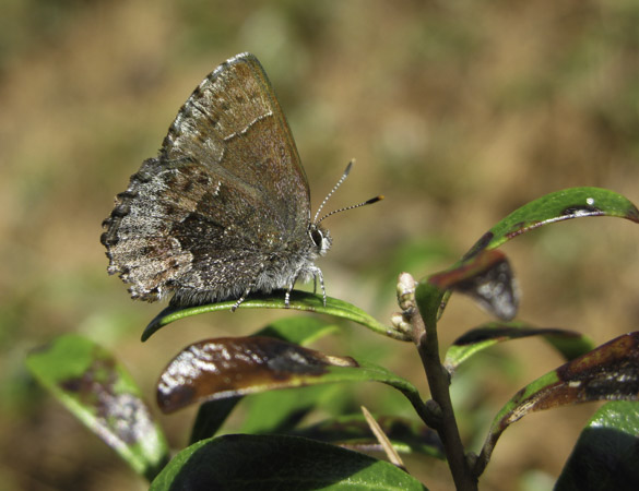 Hoary Elfin
