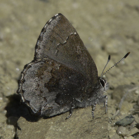 Hoary Elfin