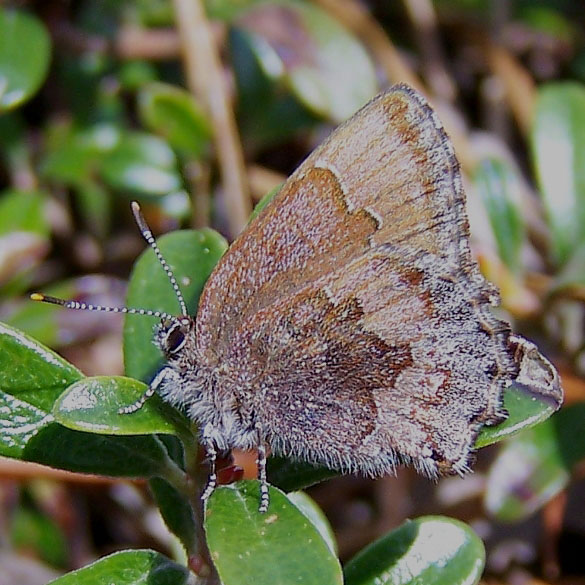Hoary Elfin