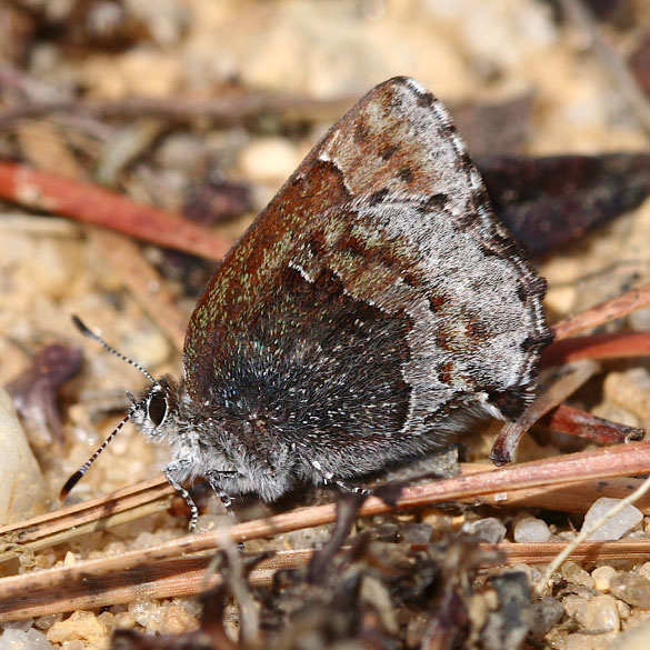Hoary Elfin