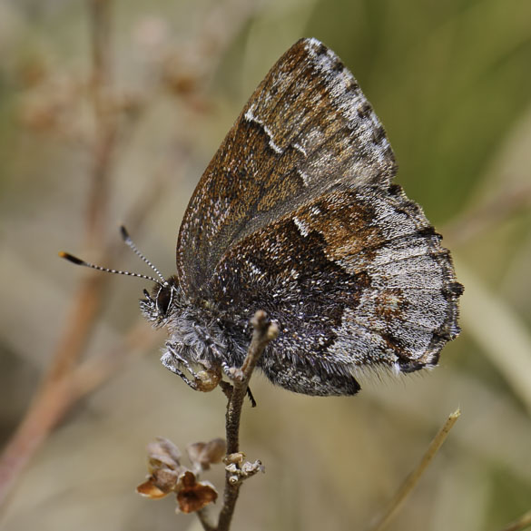 Hoary Elfin