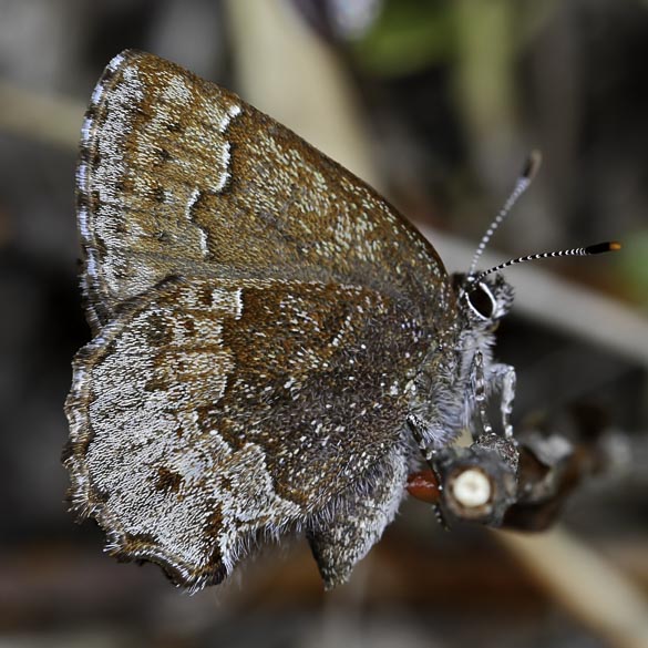 Hoary Elfin
