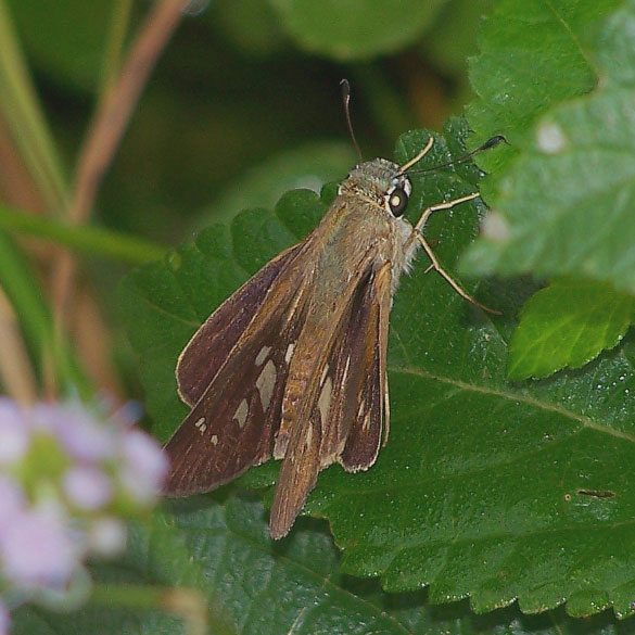 Brazilian Skipper
