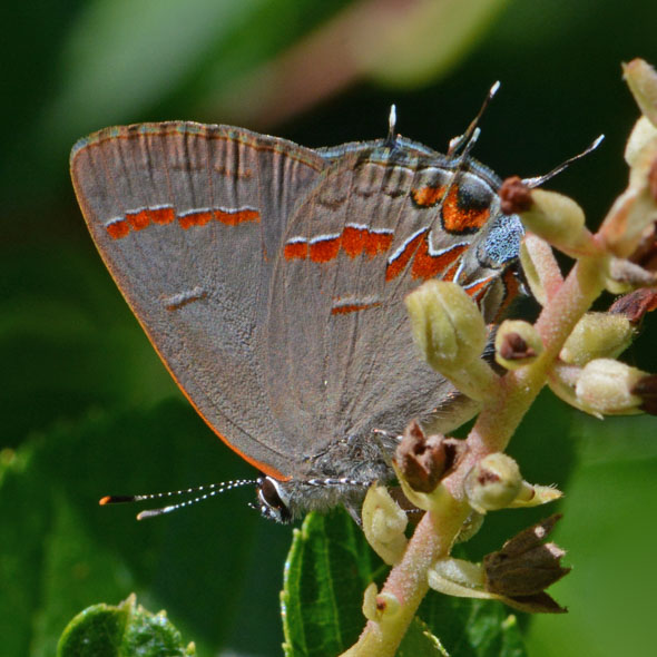 Red-banded Hairstreak