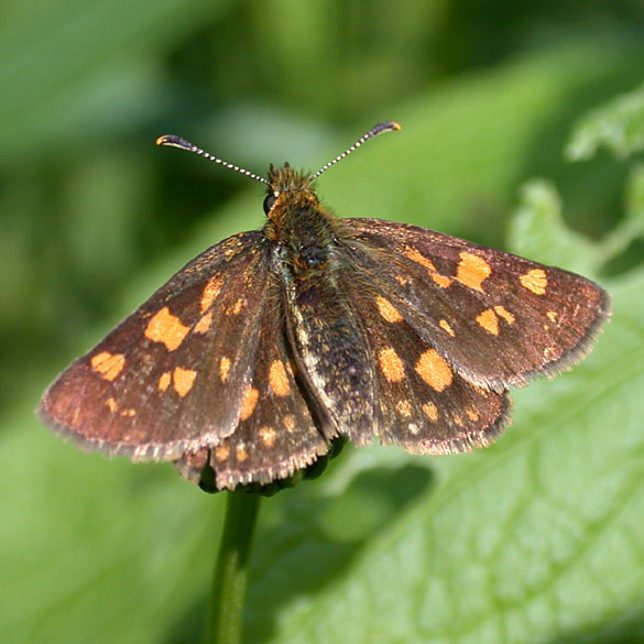 Arctic Skipper