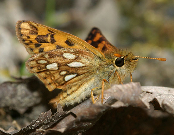 Arctic Skipper
