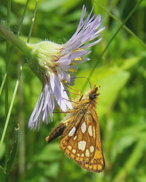 Arctic Skipper